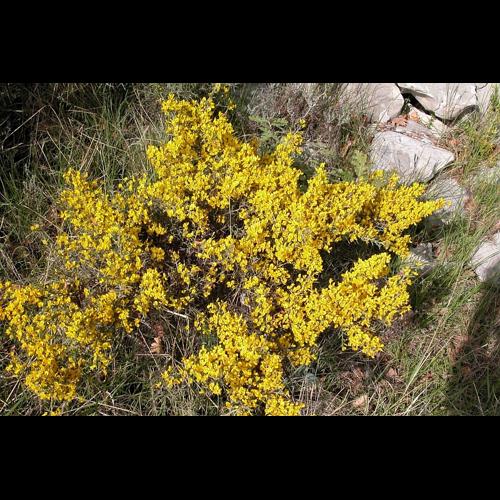 Genista scorpius (L.) DC., 1805 © VILLARET Jean-Charles