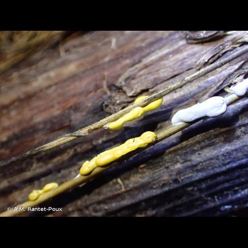 <i>Physarum alpestre</i> Mitchel, S.W.Chapm. & M.L.Farr, 1986 © A.M. Rantet-Poux