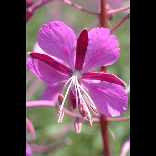 Epilobium angustifolium L. © VILLARET Jean-Charles
