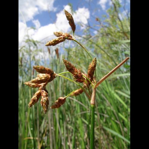 Schoenoplectus lacustris (L.) Palla &copy; VILLARET Jean-Charles