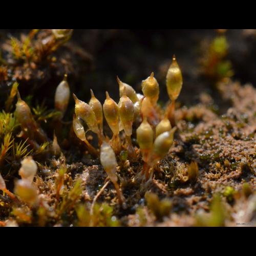 Pyramidula tetragona (Brid.) Brid. © LEGLAND Thomas