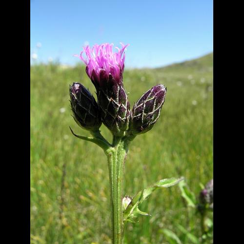 Serratula tinctoria L., 1753 © VILLARET Jean-Charles