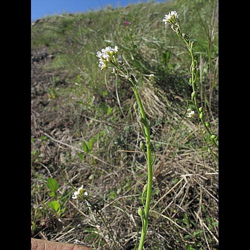Calepina irregularis (Asso) Thell., 1905 © BILLARD Gilbert