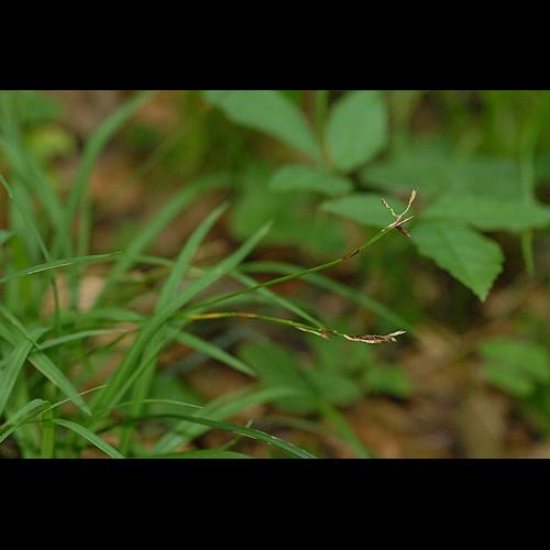 Carex digitata L. © DALMAS Jean-Pierre