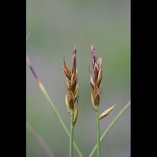 Carex pulicaris L. © PACHES Gilles
