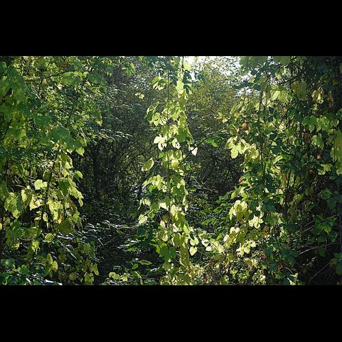 Humulus lupulus L., 1753 © DALMAS Jean-Pierre