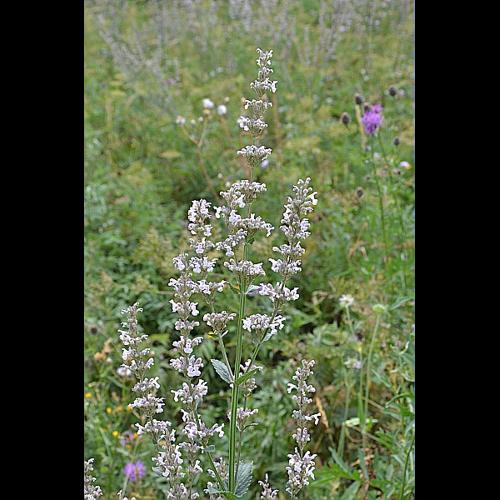 Nepeta nuda L., 1753 © GARRAUD Luc