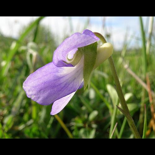 Viola canina L. subsp. canina © VILLARET Jean-Charles