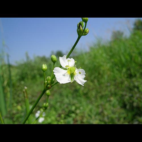 Alisma plantago-aquatica L. plantago &copy; VILLARET Jean-Charles