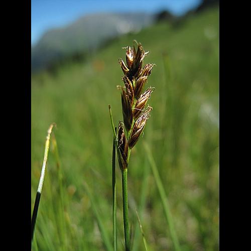 Blysmus compressus (L.) Panz. ex Link, 1827 &copy; BILLARD Gilbert