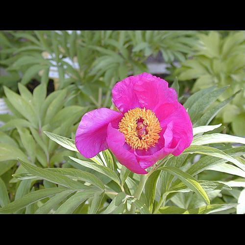 Paeonia officinalis L. © HOUARD Françoise