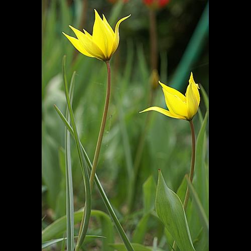 Tulipa sylvestris L. subsp. sylvestris © PACHES Gilles