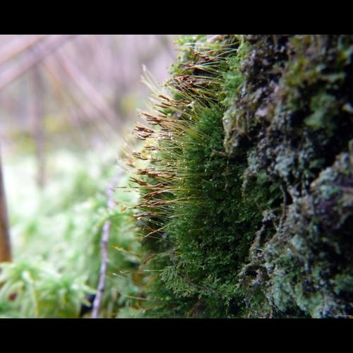 Tetraphis pellucida Hedw. © LEGLAND Thomas