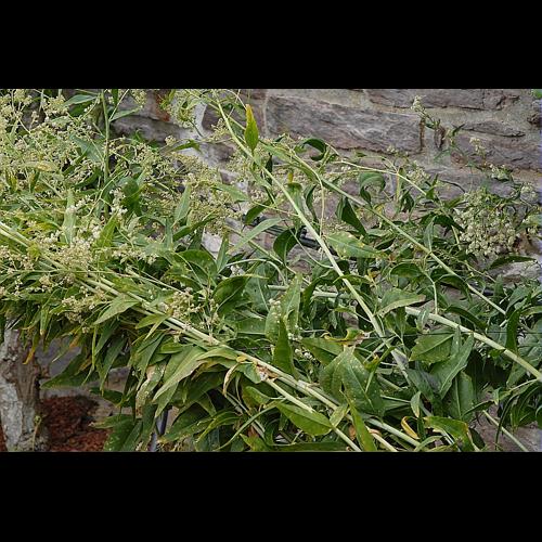 Lepidium latifolium L. &copy; DALMAS Jean-Pierre