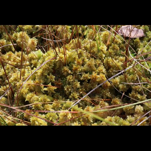 Sphagnum cuspidatum Ehrh. ex Hoffm. &copy; LEGLAND Thomas