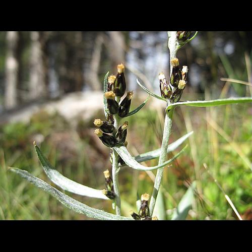 Gnaphalium sylvaticum L., 1753 &copy; BILLARD Gilbert