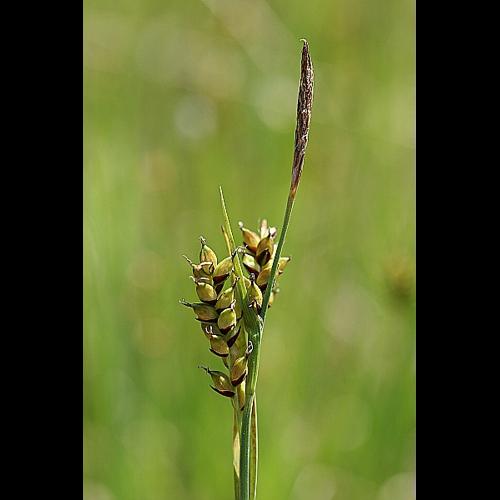Carex panicea L. © PACHES Gilles