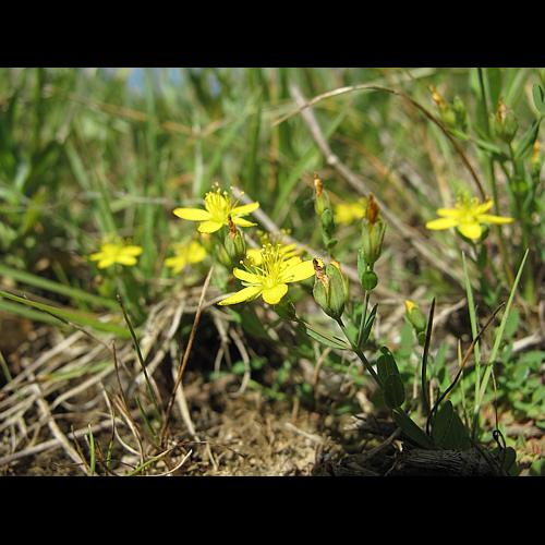 Hypericum humifusum L. © BILLARD Gilbert