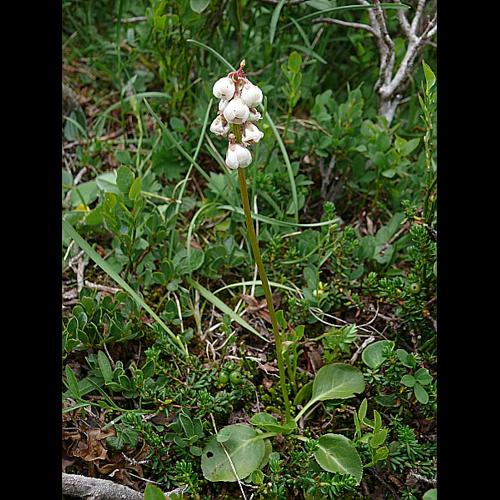 Pyrola minor L. © MIKOLAJCZAK Alexis