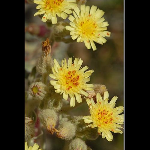 Andryala integrifolia L. © DALMAS Jean-Pierre