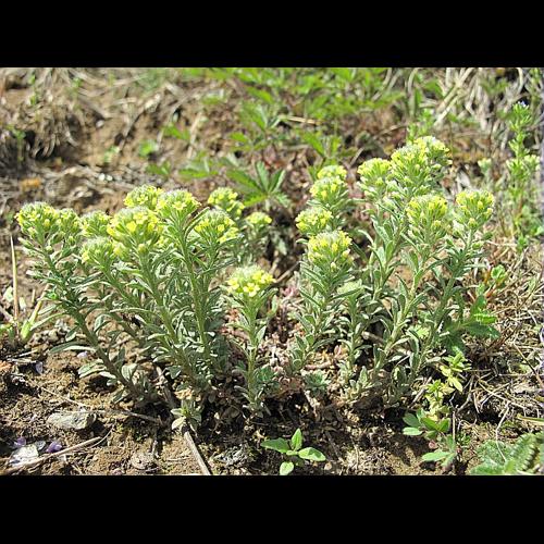 Alyssum alyssoides (L.) L., 1759 © BILLARD Gilbert