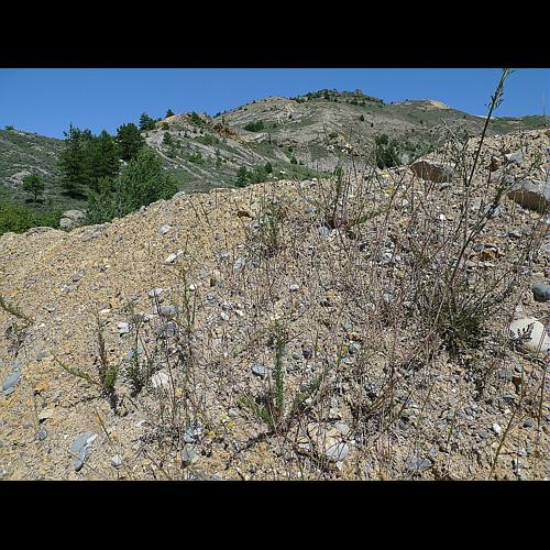 Aegilops cylindrica Host, 1802 © ABDULHAK Sylvain
