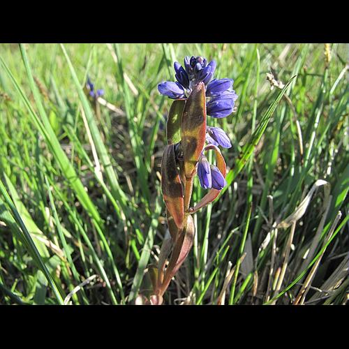 Polygala amarella Crantz, 1769 © BILLARD Gilbert