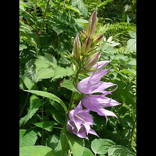 Campanula latifolia L. &copy; VILLARET Jean-Charles