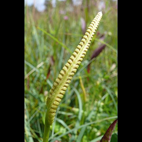Ophioglossum vulgatum L. &copy; VILLARET Jean-Charles