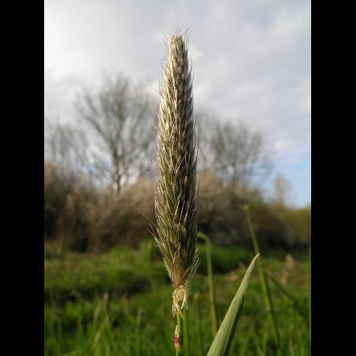 Alopecurus pratensis L. © VILLARET Jean-Charles