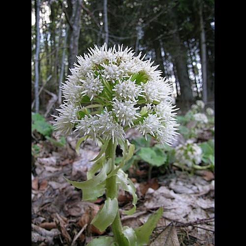Petasites albus (L.) Gaertner © VILLARET Jean-Charles