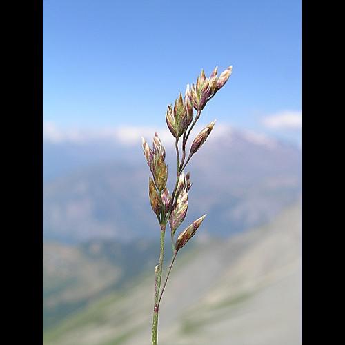 Poa glauca Vahl © VILLARET Jean-Charles
