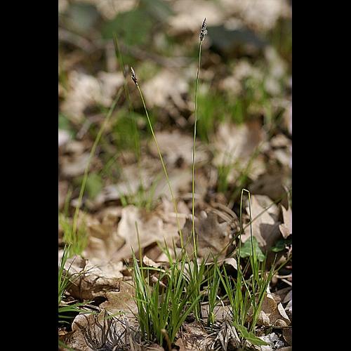 Carex montana L. © PACHES Gilles