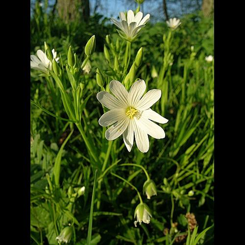 Stellaria holostea L., 1753 © VILLARET Jean-Charles