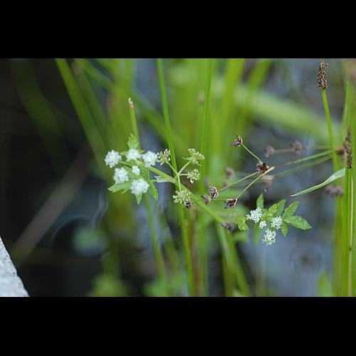 Berula erecta (Hudson) Coville © DALMAS Jean-Pierre
