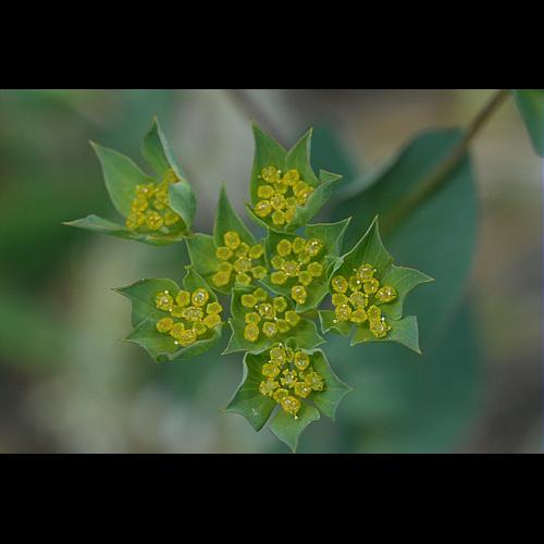 Bupleurum rotundifolium L., 1753 © DALMAS Jean-Pierre