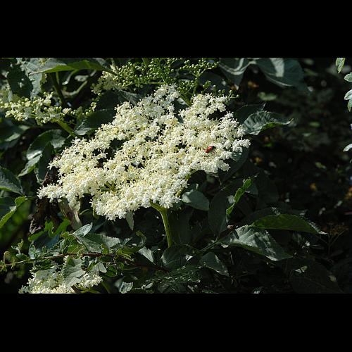 Sambucus ebulus L. © DALMAS Jean-Pierre