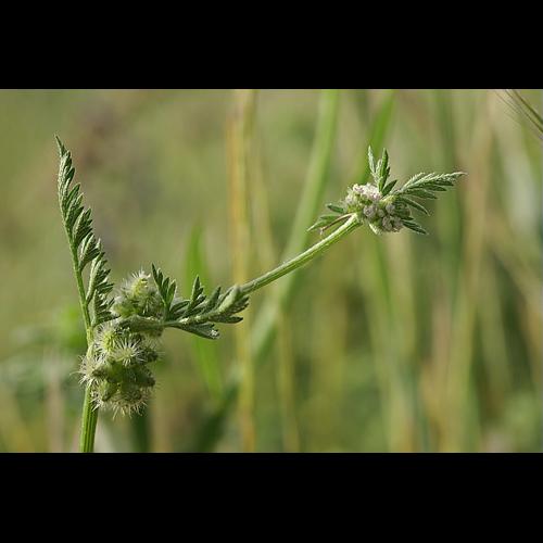 Torilis nodosa (L.) Gaertn. subsp. nodosa © PACHES Gilles