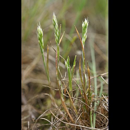 Aira praecox L., 1753 &copy; PACHES Gilles