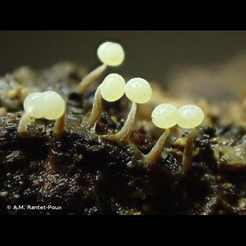 <i>Physarum leucophaeum</i> Fr., 1818 &copy; A.M. Rantet-Poux