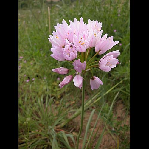 Allium roseum L., 1753 © VILLARET Jean-Charles