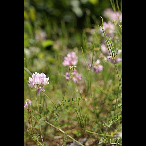 Securigera varia (L.) Lassen, 1989 &copy; PACHES Gilles