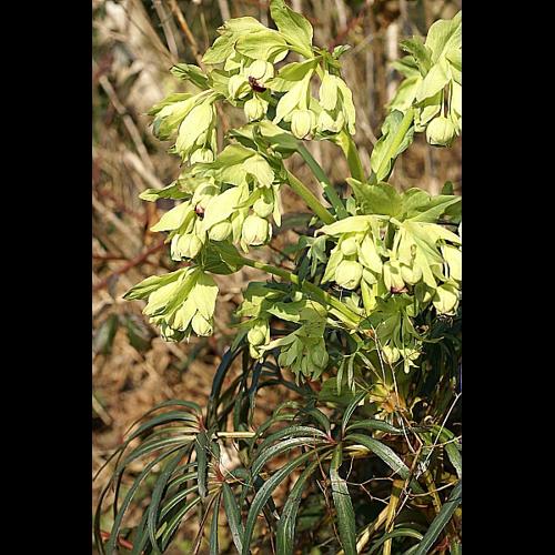 Helleborus foetidus L. © PACHES Gilles