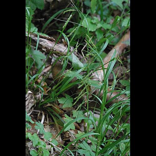 Carex sylvatica Hudson &copy; DALMAS Jean-Pierre