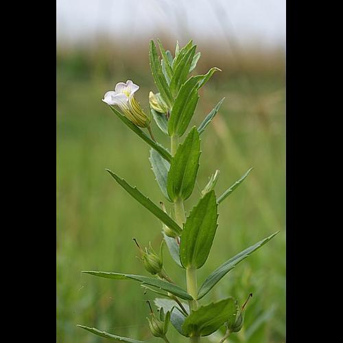 Gratiola officinalis L. &copy; PACHES Gilles