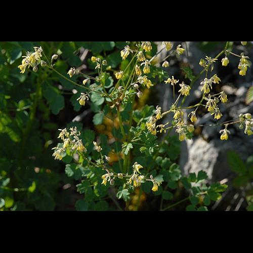 Thalictrum minus L., 1753 &copy; DALMAS Jean-Pierre
