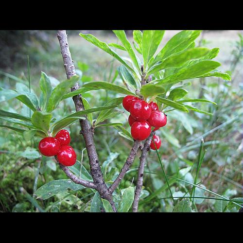 Daphne mezereum L., 1753 © BILLARD Gilbert