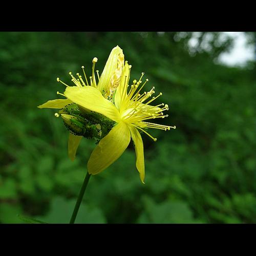 Hypericum montanum L. © VILLARET Jean-Charles