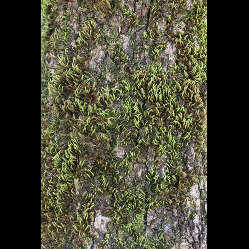 Leucodon sciuroides (Hedw.) Schwagr. &copy; LEGLAND Thomas