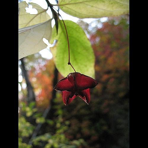 Evonymus latifolius (L.) Miller © BILLARD Gilbert